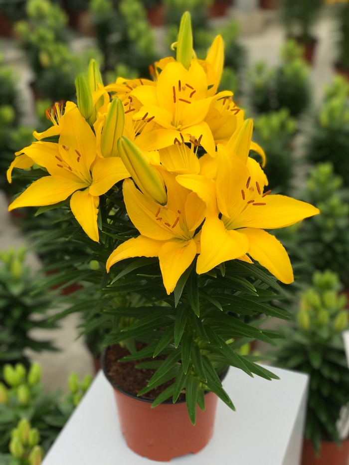 'Tiny Ranger' and 'Tiny Bee' Lily - Lilium 'Tiny Ranger' and 'Tiny Bee' from Faller Landscape