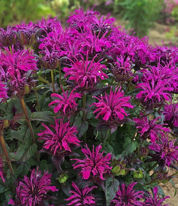 Sugar Buzz® Rockin' Raspberry Monarda - Monarda didyma 'Sugar Buzz Rockin Raspberry'[ from Faller Landscape