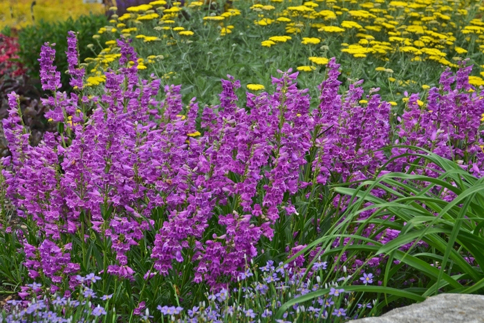 Prairie Dusk Penstemon - Penstemon barbatus 'Prairie Dusk' from Faller Landscape