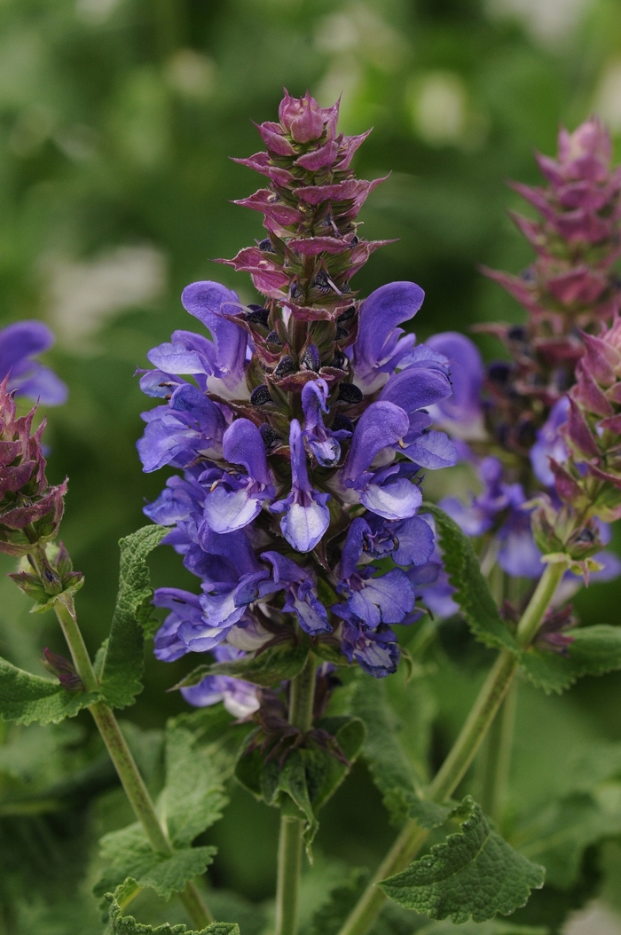 Blue Marvel Salvia - Salvia nemorosa 'Blue Marvel' from Faller Landscape