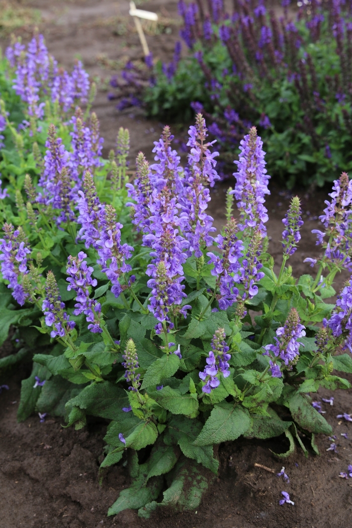 Sky Blue Marvel Salvia - Salvia nemorosa 'Sky Blue Marvel' from Faller Landscape