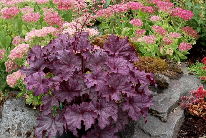 Grande Amethyst Coral Bells | Faller Landscape
