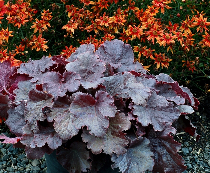 Northern Exposure™ Black Coral Bells - Heuchera 'Northern Exposure Black' from Faller Landscape