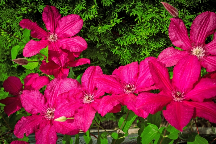 Ernest Markham Clematis - Clematis 'Ernest Markham' from Faller Landscape