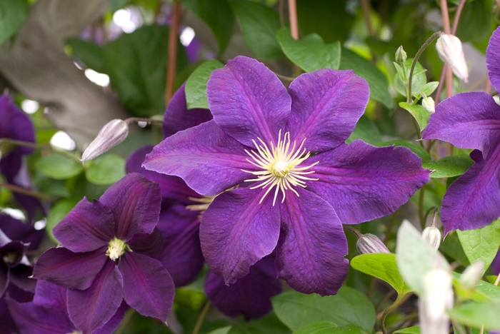 Jackmanii Clematis - Clematis 'Jackmanii' from Faller Landscape