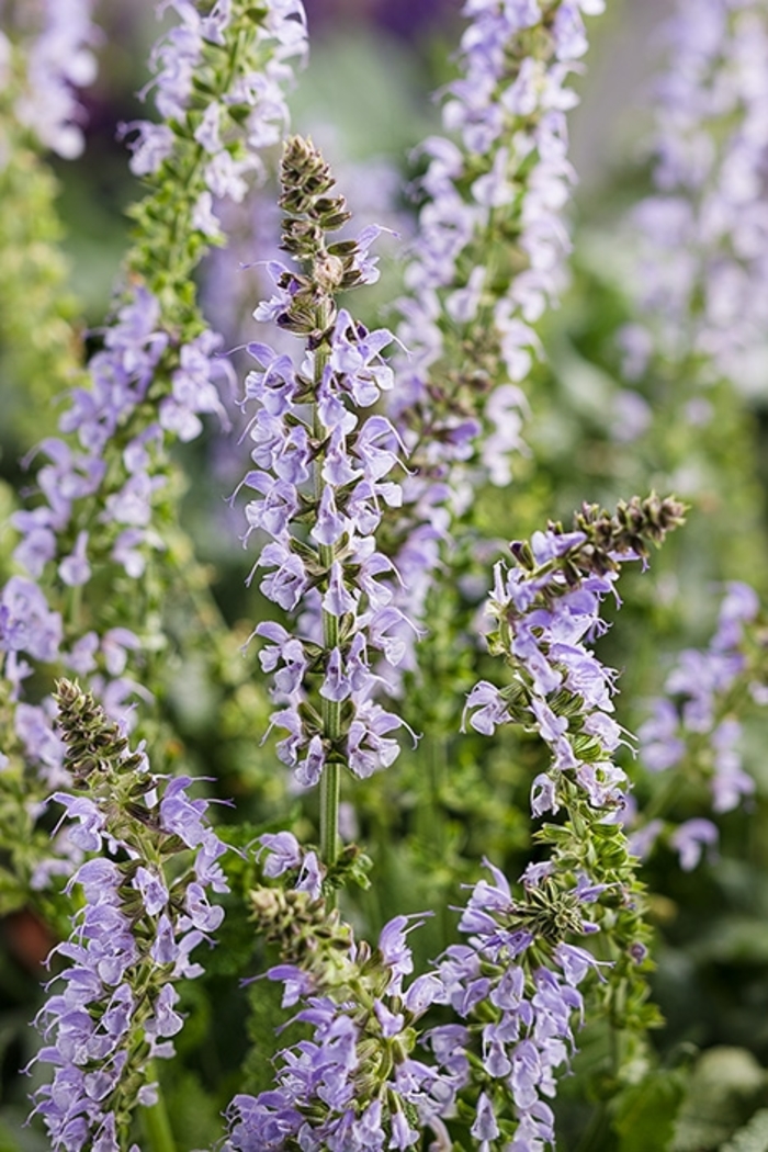 Color Spires® 'Crystal Blue' - Salvia nemorosa (Meadow Sage) from Faller Landscape