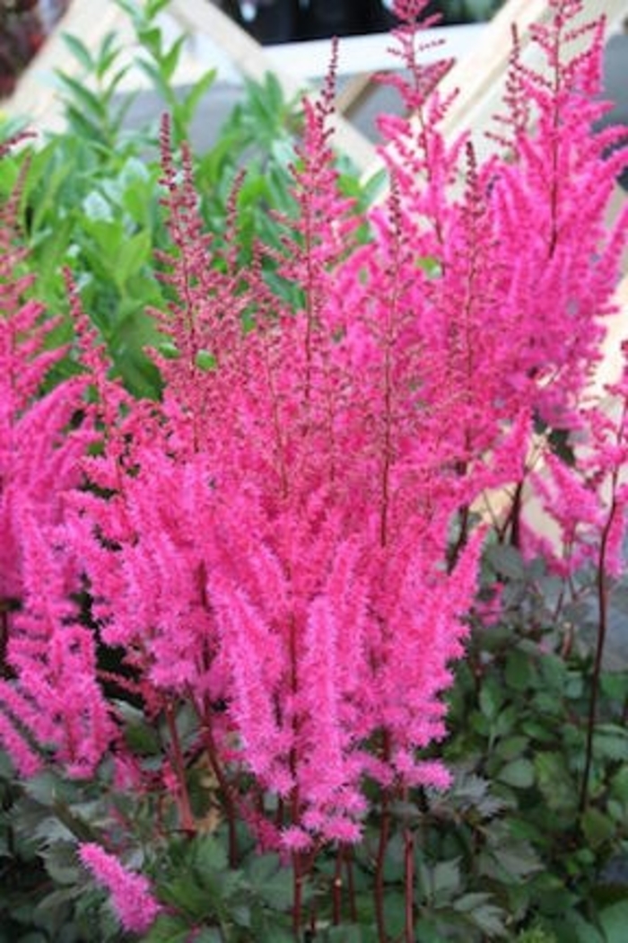 Mighty Chocolate Cherry Astilbe - Astilbe chinensis 'Mighty Chocolate Cherry' from Faller Landscape