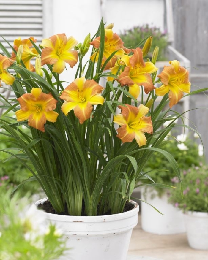 Everydaylily Punch Yellow Daylily - Hemerocallis 'Everydaylily® Punch Yellow' from Faller Landscape