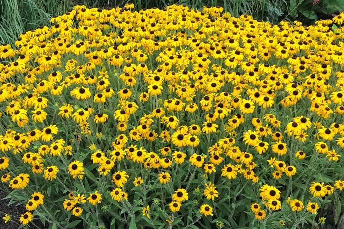 American Gold Black-Eyed Susan - Rudbeckia 'American Gold Rush' from Faller Landscape