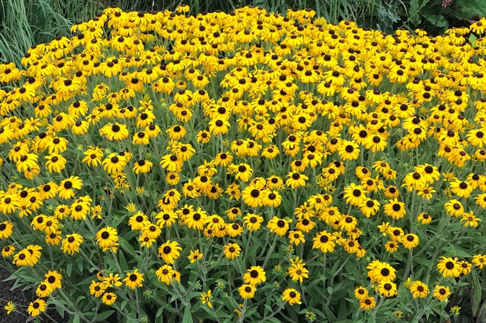American Gold Black-Eyed Susan - Rudbeckia 'American Gold Rush' from Faller Landscape