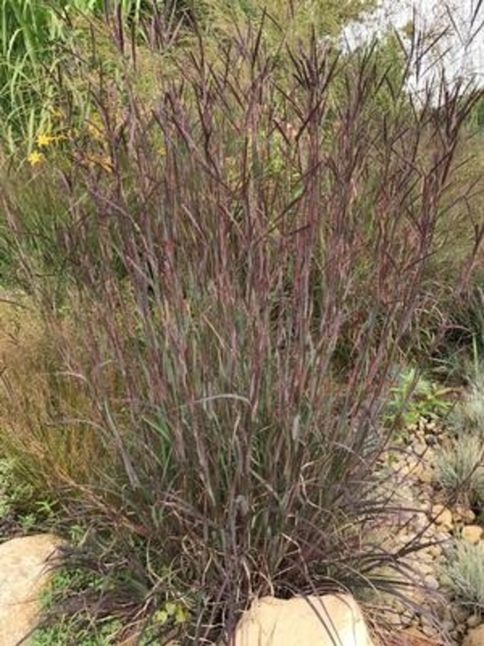 Blackhawks Big Bluestem - Andropogon gerardii 'Blackhawks' from Faller Landscape