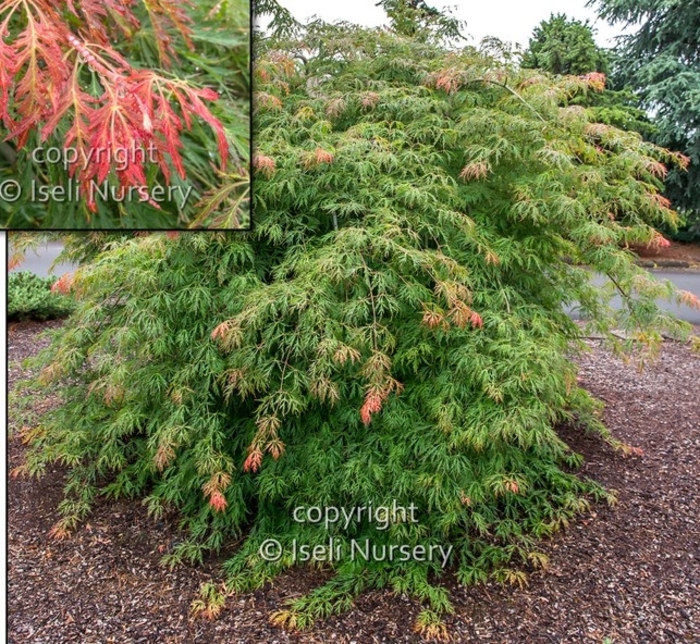 Ice Dragon™ Maple - Acer x pseudosieboldianum 'IsIID' from Faller Landscape