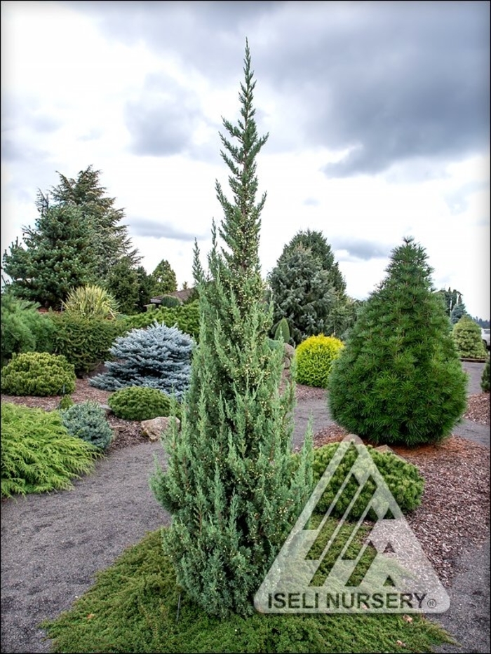 Trautman Juniper - Juniperus chinensis 'Trautman' from Faller Landscape