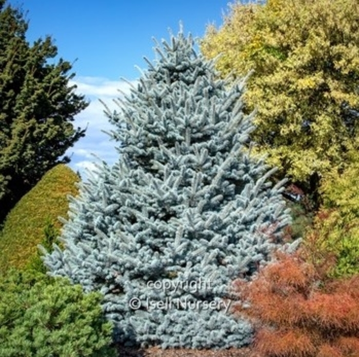 Avatar Blue Spruce | Faller Landscape