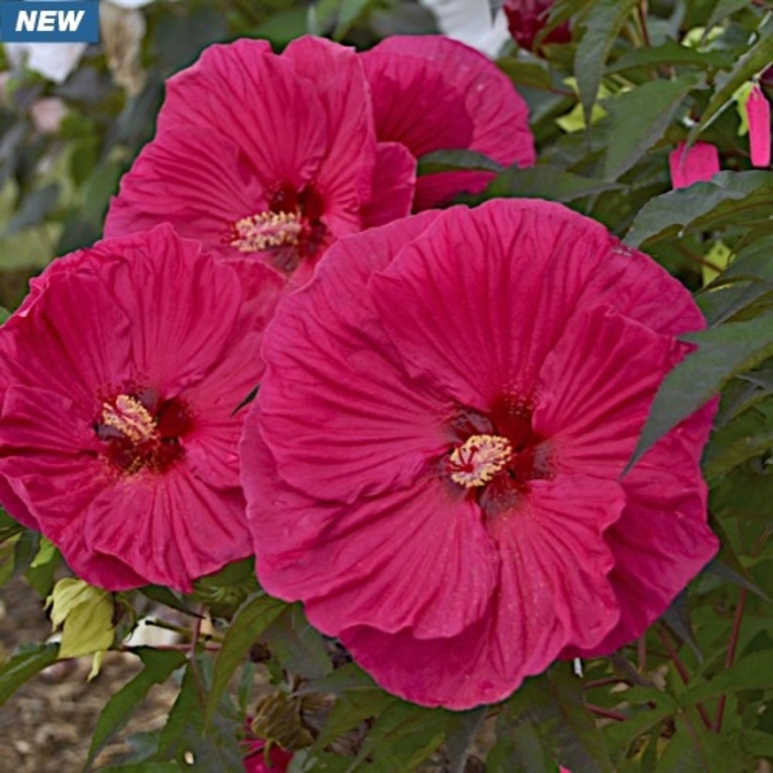 Summer In Paradise Hibiscus - Hibiscus x moscheutos 'Summer In Paradise' from Faller Landscape