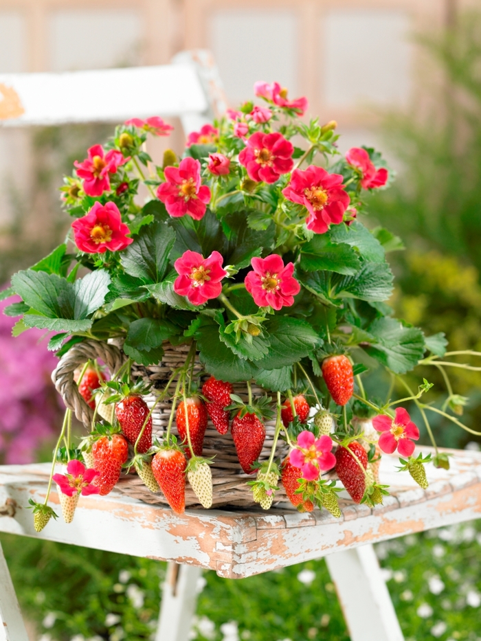 Tristan Strawberry - Fragaria ananassa 'Tristan' from Faller Landscape
