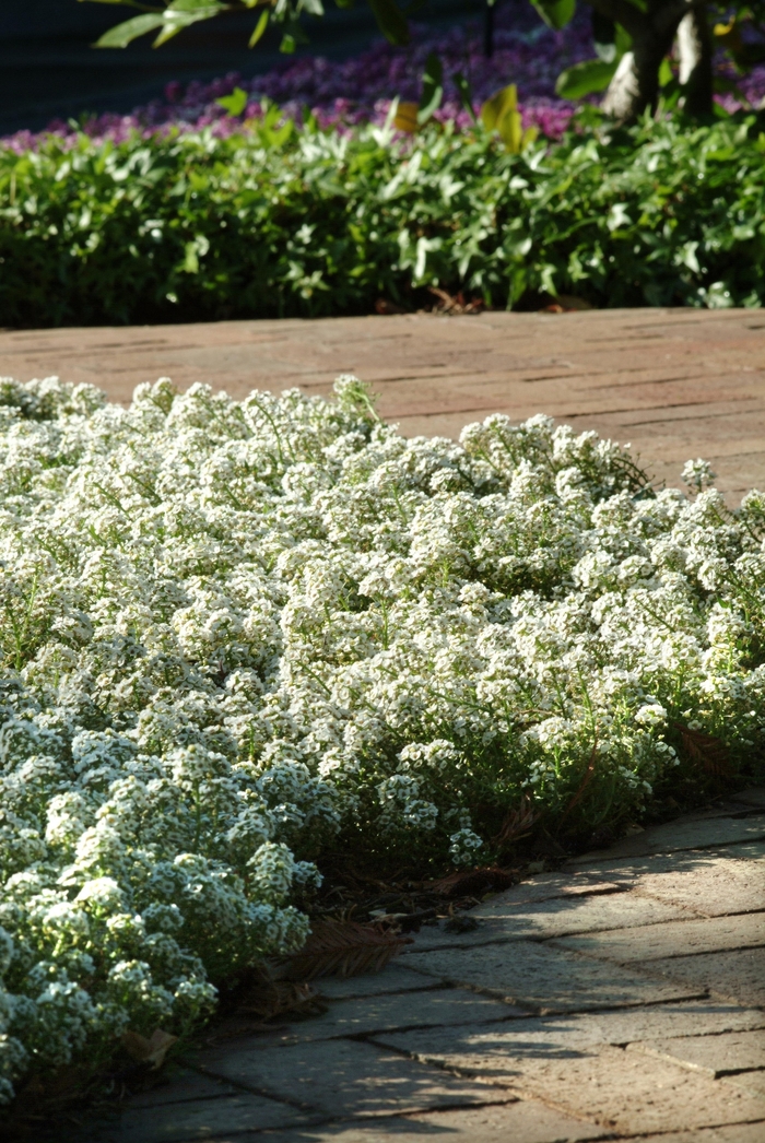 Clear Crystal® White Sweet Alyssum - Lobularia maritima from Faller Landscape