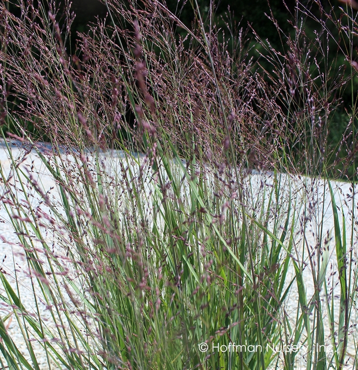 Purple Tears Switch Grass - Panicum virgatum 'Purple Tears' from Faller Landscape