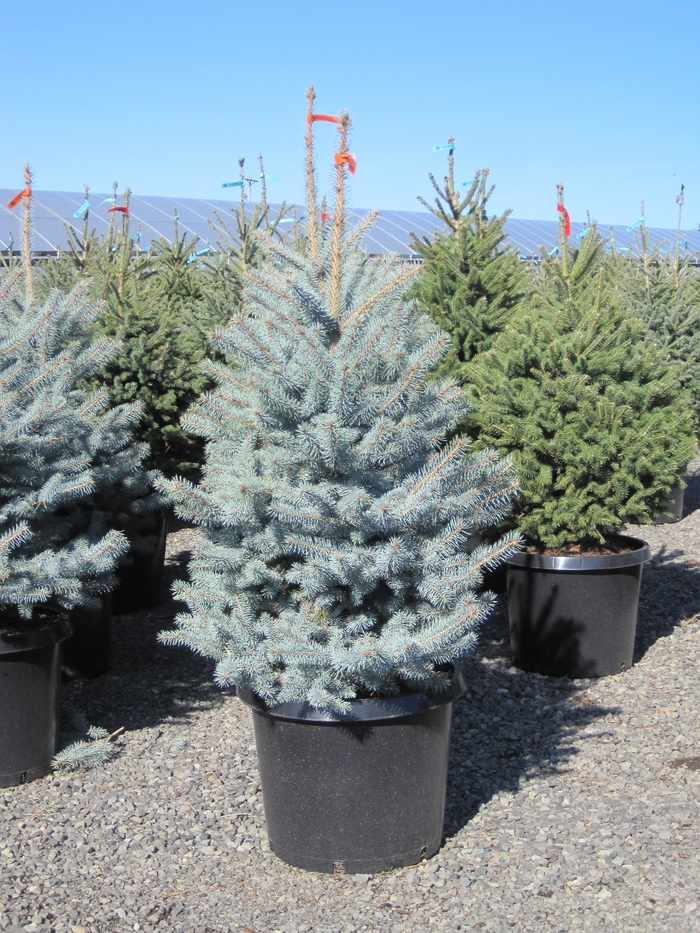 Blue Diamond Spruce - Picea pungens 'Blue Diamond' from Faller Landscape