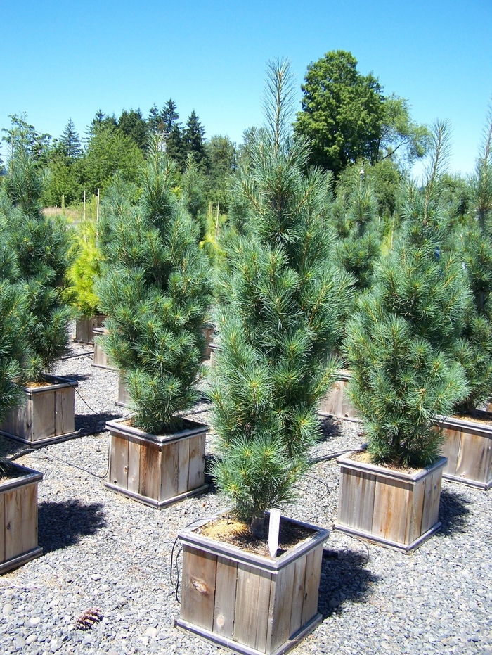 Columnar White Pine - Pinus strobus 'Stowe Pillar' from Faller Landscape