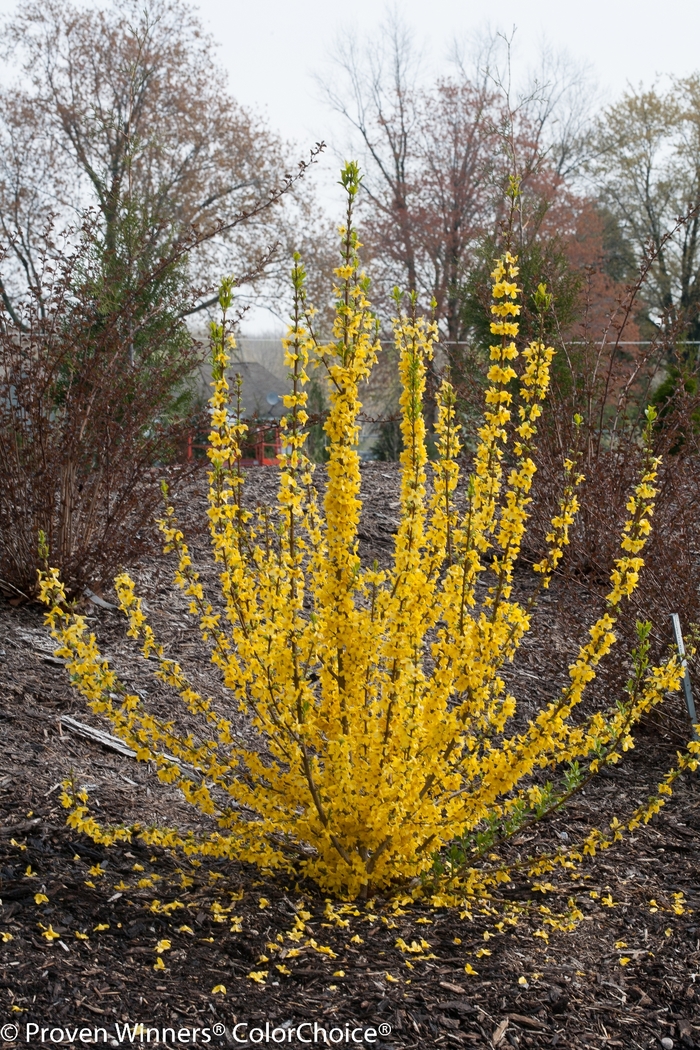 Show Off Starlet® - Forsythia from Faller Landscape