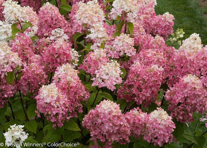 Fire Light® Hydrangea - Hydrangea paniculata 'SMHPFL' from Faller Landscape