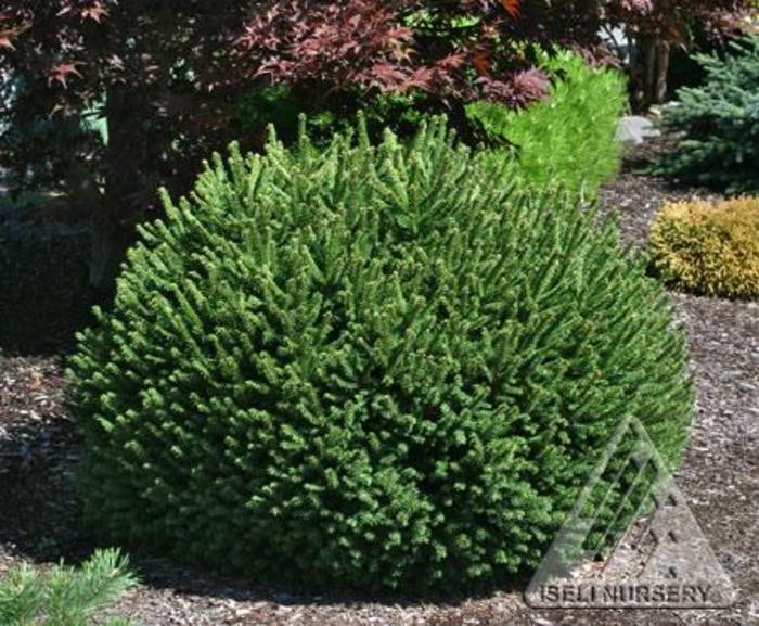 Dwarf Norway Spruce - Picea abies 'Pumila' from Faller Landscape