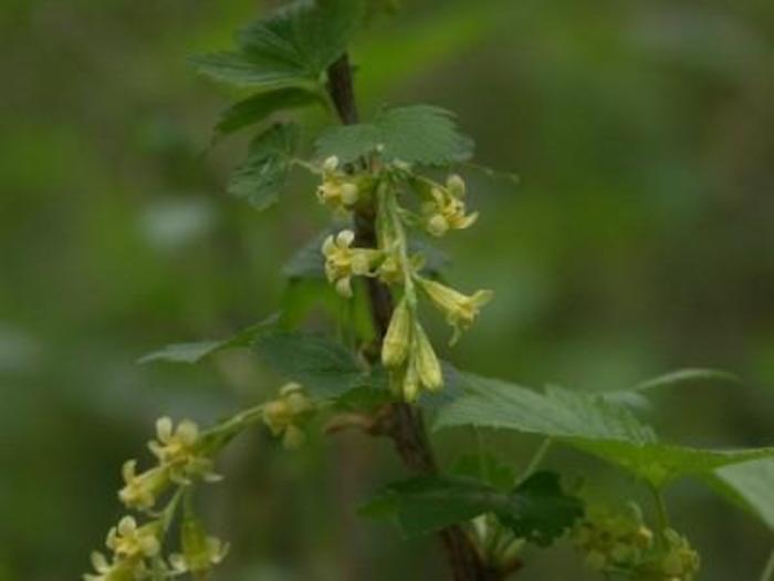 American Black Currant - Ribes americanum from Faller Landscape