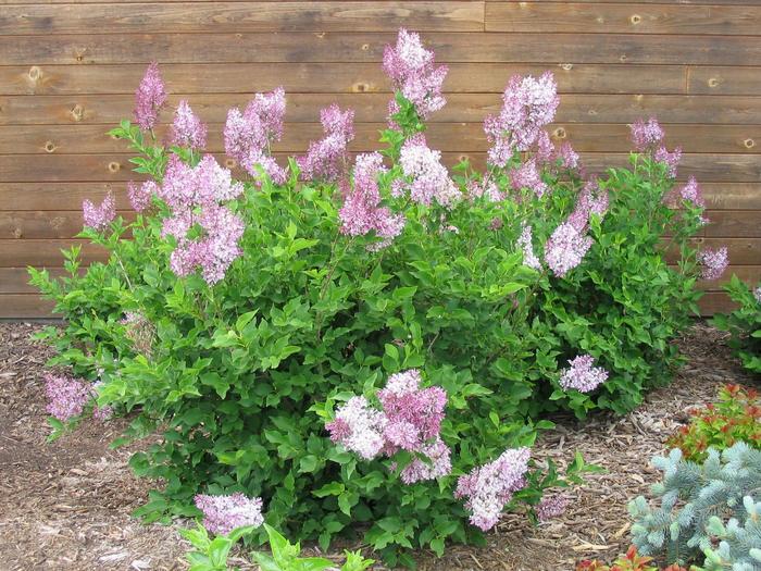 Miss Kim Lilac - Syringa patula 'Miss Kim' from Faller Landscape