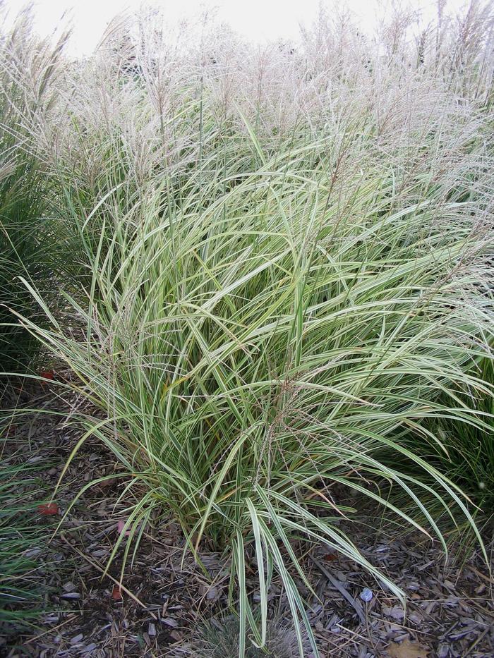 Variegated Japanese Silver Grass Faller Landscape Variegated Japanese Silver Grass Faller Landscape