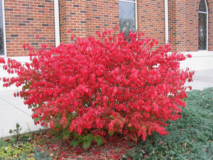 Burning Bush - Euonymus alatus 'Compacta' from Faller Landscape