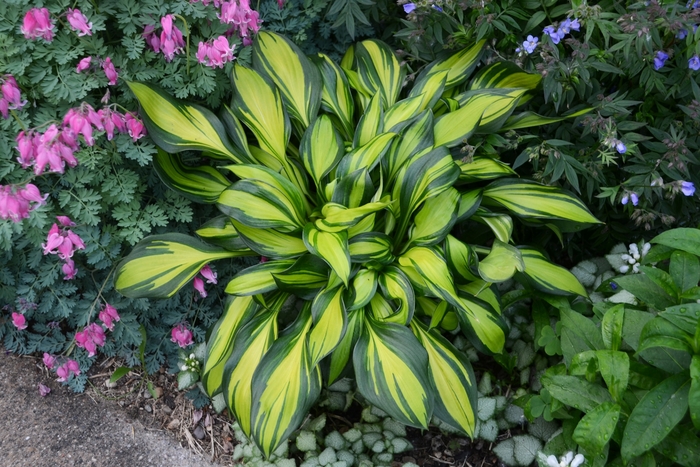 'Rainbow's End' Hosta, Plantain Lily - Hosta from Faller Landscape