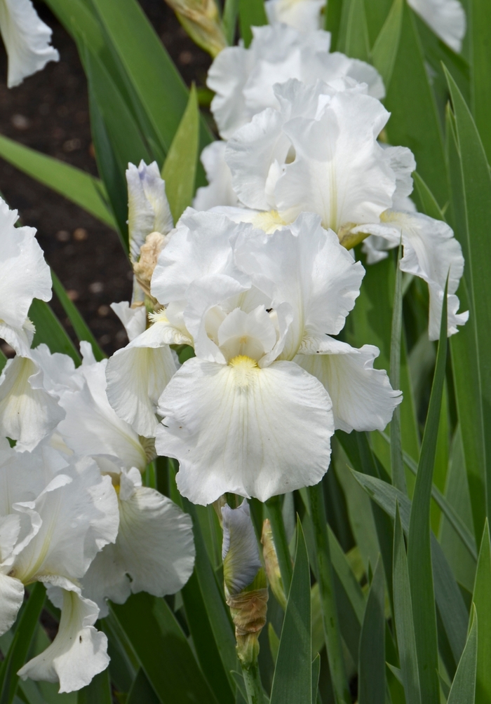 Immortality Iris - Iris germanica 'Immortality' from Faller Landscape