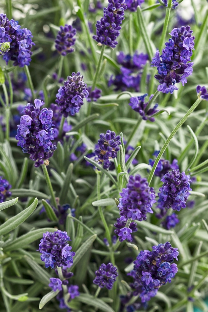 'Sweet Romance®' Lavender - Lavandula angustifolia from Faller Landscape