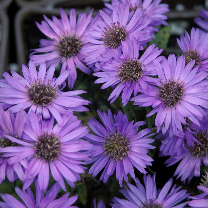 Wood's Purple Aster - Aster dumosus 'Wood's Purple' from Faller Landscape