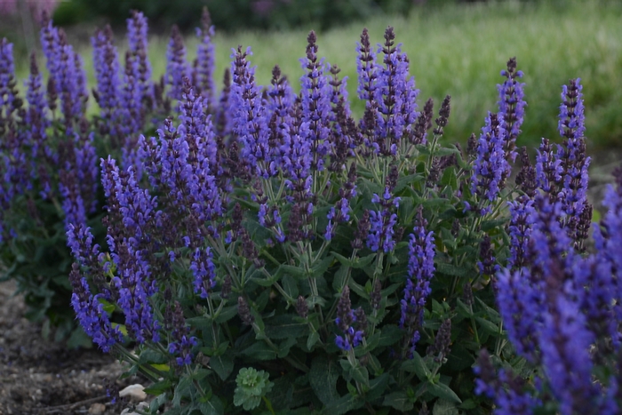 Bumbleblue Salvia - Salvia nemorosa 'Bumbleblue' from Faller Landscape