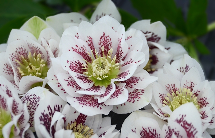 Wedding Party® Confetti Cake Lenten Rose - Helleborus from Faller Landscape