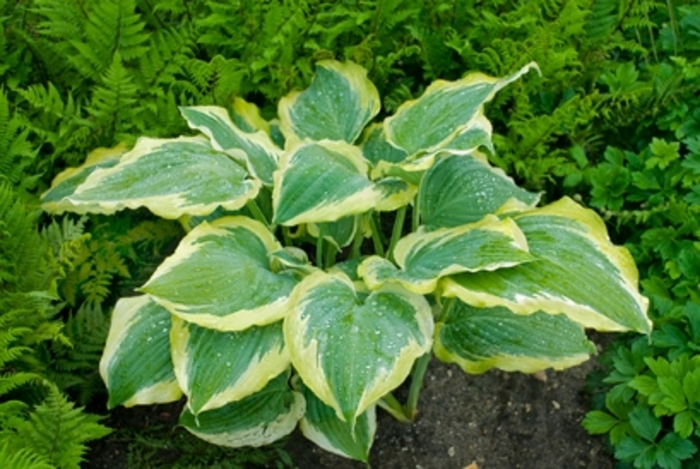 Shadowland® 'Seducer' - Hosta hybrid from Faller Landscape