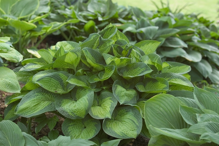 Paradigm Hosta - Hosta 'Paradigm' from Faller Landscape