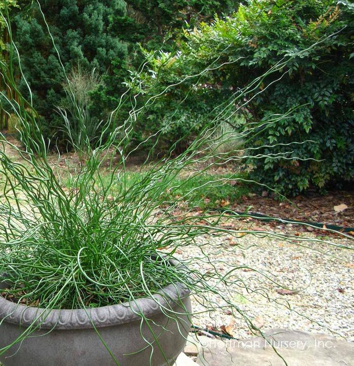 Big Twister Corkscrew Rush - Juncus effusus 'Big Twister' from Faller Landscape