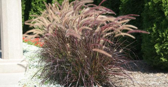 Purple Fountain Grass - Pennisetum x advenda 'Rubrum' from Faller Landscape