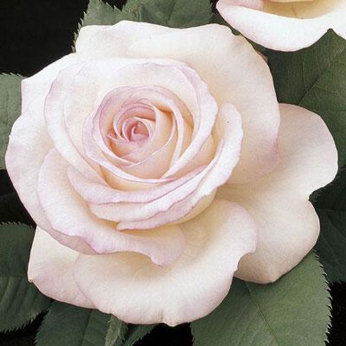 Moonstone Tea Rose - Rose 'cv. WEKcryland' from Faller Landscape