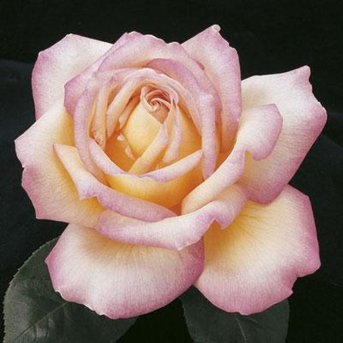 Peace Tea Rose - Rose 'Peace' from Faller Landscape