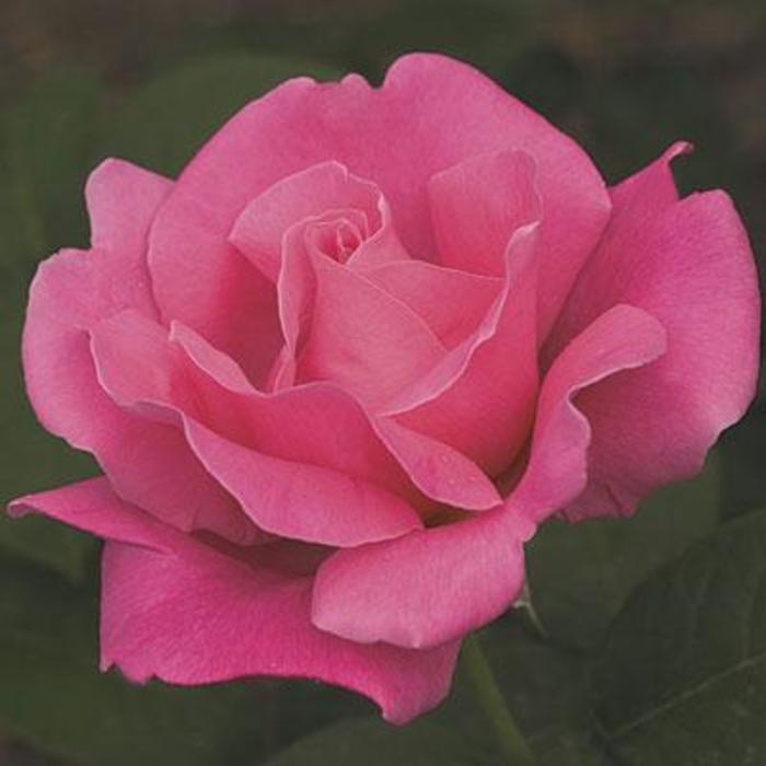 Perfume Delight Tea Rose - Rose 'Perfume Delight ' from Faller Landscape