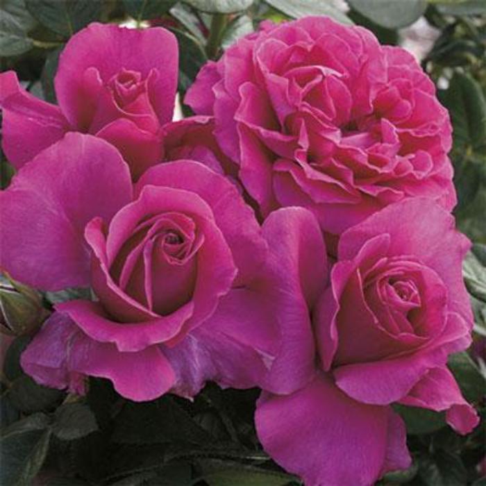Pretty Lady Rose Tea Rose - Rose 'Pretty Lady Rose ' from Faller Landscape