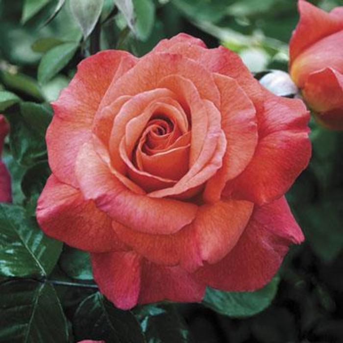Sedona Tea Rose - Rose 'Sedona ' from Faller Landscape