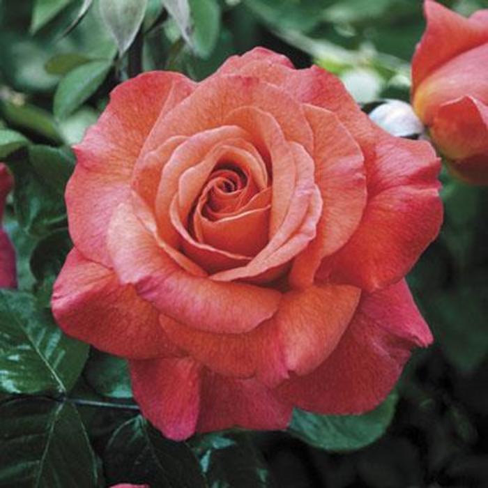 Sedona Rose - Rose 'Sedona ' from Faller Landscape