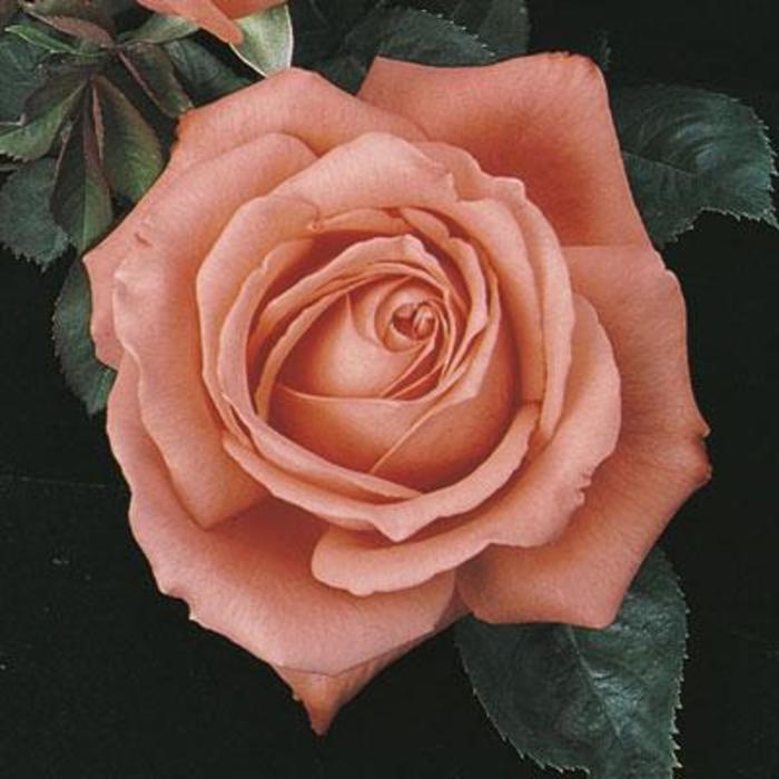 Tropicana Tea Rose - Rose 'Tropicana' from Faller Landscape