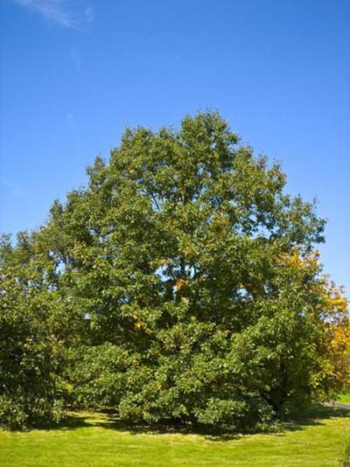 Black Oak - Quercus velutina from Faller Landscape