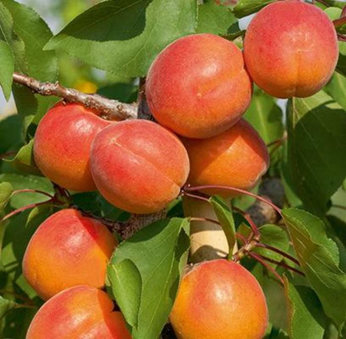 Scout Apricot - Prunus 'Scout' from Faller Landscape